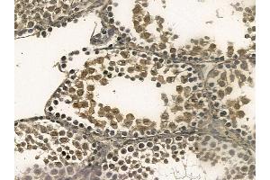DAZAP1 Mouse Monoclonal Antibody at 1/100 staining mouse testis tissue by IHC-P. (DAZAP1 Antikörper)