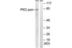 Western blot analysis of extracts from NIH-3T3 cells, treated with PMA 250ng/ml 15', using PKC-pan (Ab-Thr497) Antibody. (PKC Antikörper  (Thr497))