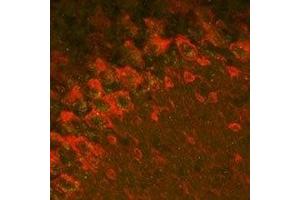 Expression of GABRA2 in mouse cerebellum - Immunohistochemical staining of mouse formalin-fixed frozen cerebellum sections with Anti-GABA(A) α2 Receptor Antibody (ABIN7043186, ABIN7044297 and ABIN7044298). (GABRA2 Antikörper  (2nd Cytoplasmic Loop))