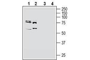Western blot analysis of human MCF-7 breast adenocarcinoma cell line lysate (lanes 1 and 3) and human K562 myelogenous leukemia cell line lysate (lanes 2 and 4): - 1, 2. (SLC19A1 Antikörper  (6th Cytoplasmic Loop))