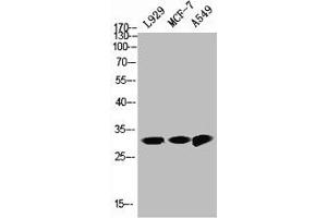Western Blot analysis of L929 MCF7 A549 cells using NQO1 Polyclonal Antibody (NQO1 Antikörper  (C-Term))