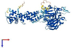 IPP Protein (AA 1-584) (His tag)