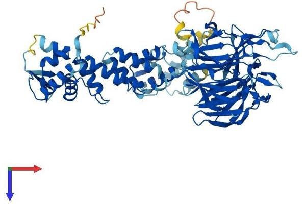 IPP Protein (AA 1-584) (His tag)