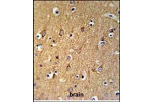 Immunohistochemistry analysis in Formalin Fixed, Paraffin Embedded Human brain tissue stained with SGMS2 Antibody (C-term) followed by peroxidase conjugation of the secondary antibody and DAB staining. (Sphingomyelin Synthase 2 Antikörper  (C-Term))