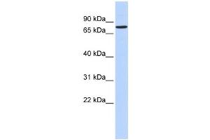 Western Blotting (WB) image for anti-Regulatory Factor X 2 (RFX2) antibody (ABIN2458290)