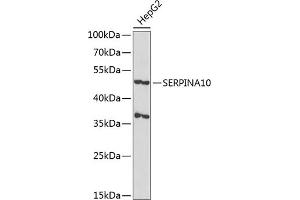 Western blot analysis of extracts of HepG2 cells, using SERPIN antibody  at 1:1000 dilution.