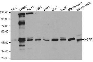 Western blot analysis of extracts of various cell lines, using NGFR antibody. (NGFR Antikörper  (C-Term))