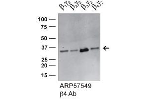 Western Blotting (WB) image for anti-Guanine Nucleotide Binding Protein (G Protein), beta Polypeptide 4 (GNB4) (Middle Region) antibody (ABIN2787271)