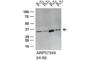 GNB4 antibody - middle region (ARP57549_P050) validated by WB using HEK293 cell lysate