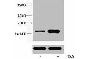 Western blot analysis of extracts from Hela cells, untreated (-) or treated, 1:2000. (HIST1H3A/HIST2H3A/H3F3A (H3K56ac) Antikörper)