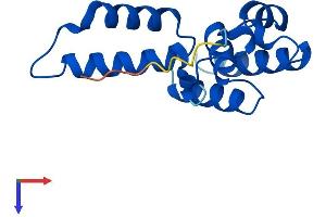 POLR2D Protein (AA 1-142) (His tag)