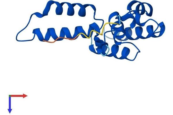 POLR2D Protein (AA 1-142) (His tag)