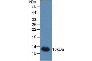 Detection of Recombinant IL8, Porcine using Monoclonal Antibody to Interleukin 8 (IL8) (IL-8 Antikörper  (AA 26-103))