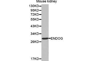 Western Blotting (WB) image for anti-Endonuclease G (ENDOG) (AA 49-297) antibody (ABIN1679714) (Endonuclease G Antikörper  (AA 49-297))