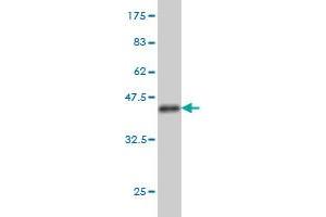 Western Blotting (WB) image for anti-Transcription Factor AP-2 alpha (Activating Enhancer Binding Protein 2 Alpha) (TFAP2A) (AA 99-205) antibody (ABIN563151)