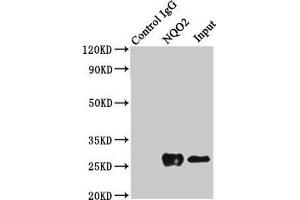 Immunoprecipitating NQO2 in K562 whole cell lysate Lane 1: Rabbit control IgG (1? (NQO2 Antikörper  (AA 1-231))