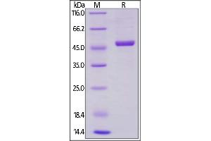Human / Rhesus macaque CD40 Ligand, Mouse IgG2a Fc Tag, low endotoxin on  under reducing (R) condition.