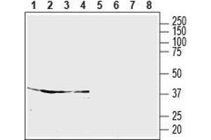 Western blot analysis of rat cortex (lanes 1 and 5), rat cerebellum (lanes 2 and 6), rat hippocampus (lanes 3 and 7) and mouse brain (lanes 4 and 8) lysates: - 1-4. (S1PR5 Antikörper  (Extracellular, N-Term))