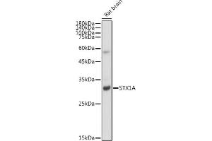 STX1A Antikörper