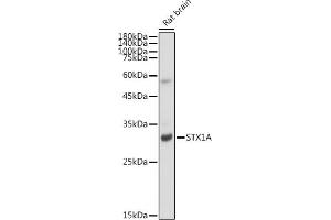 Western blot analysis of extracts of Rat brain, using STX1A antibody (ABIN7270684) at 1:1000 dilution. (STX1A Antikörper)