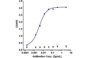 Immobilized human IFN γ His at 4 μg/mL can bind Anti-IFNg Reference Antibody (AMG 811), EC50=0. (Rekombinanter Interferon gamma Antikörper)