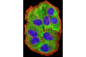 Immunofluorescence (IF) image for anti-Protein Kinase, AMP-Activated, gamma 3 Non-Catalytic Subunit (PRKAG3) (AA 9-151) antibody (ABIN5611227)