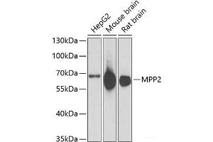 Western blot analysis of extracts of various cell lines using MPP2 Polyclonal Antibody at dilution of 1:1000. (MPP2 Antikörper)