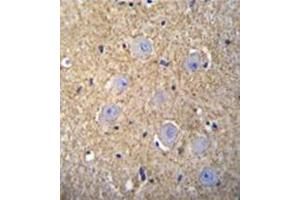 Immunohistochemistry analysis in formalin fixed and paraffin embedded human brain tissue reacted with OR2T3 Antibody (C-term) followed which was peroxidase conjugated to the secondary antibody and followed by DAB staining. (OR2T3 Antikörper  (C-Term))
