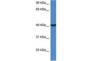 Image no. 1 for anti-Mortality Factor 4 Like 1 (MORF4L1) (AA 140-189) antibody (ABIN6747277) (MORF4L1 Antikörper  (AA 140-189))