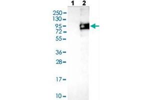 Western blot analysis of Lane 1: Negative control (vector only transfected HEK293T lysate), Lane 2: Over-expression lysate (Co-expressed with a C-terminal myc-DDK tag (~3. (ODF2 Antikörper  (AA 44-205))