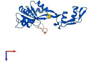 C1orf33 Protein (AA 1-239) (His tag)