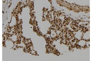 ABIN6277514 at 1/100 staining Rat lung tissue by IHC-P. (Geminin Antikörper  (Internal Region))