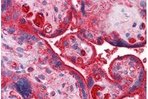 Human Placenta: Formalin-Fixed, Paraffin-Embedded (FFPE) (APOA2 Antikörper  (AA 1-100))