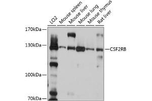 Western blot analysis of extracts of various cell lines, using CSF2RB antibody (ABIN6130049, ABIN6139098, ABIN6139099 and ABIN6214780) at 1:1000 dilution. (CD131 Antikörper  (AA 200-443))