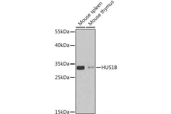 HUS1B Antikörper