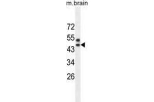 Western blot analysis in mouse brain tissue lysates (35ug/lane) using SPRED3 Antibody (N-term).