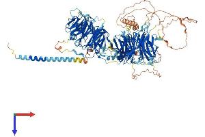 STXBP5 Protein (AA 1-1152) (His tag)