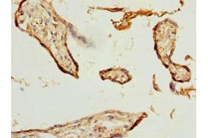 Immunohistochemistry of paraffin-embedded human placenta tissue using ABIN7176183 at dilution of 1:100 (ZNF232 Antikörper  (AA 1-417))
