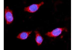 IF analysis of HMGCS2 using anti-HMGCS2 antibody (ABIN7599435).