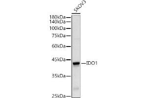 Western blot analysis of extracts of SKOV3 cells, using IDO1 Rabbit pAb antibody (ABIN3022248, ABIN3022249, ABIN1513093 and ABIN6218692) at 1:500 dilution. (IDO1 Antikörper  (AA 204-403))