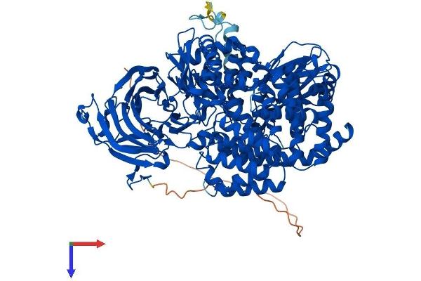 ERAP2 Protein (AA 1-960) (His tag)