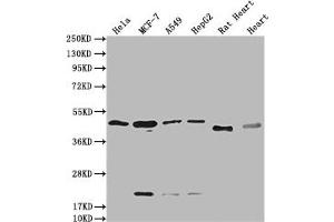 Western Blot Positive WB detected in: Hela whole cell lysate, MCF-7 whole cell lysate, A549 whole cell lysate, HepG2 whole cell lysate, Rat Heart tissue, Mouse Heart tissue All lanes: HTR3E antibody at 1:2000 Secondary Goat polyclonal to rabbit IgG at 1/50000 dilution Predicted band size: 52, 50, 53, 51, 54 kDa Observed band size: 50 kDa (HTR3E Antikörper  (AA 26-248))