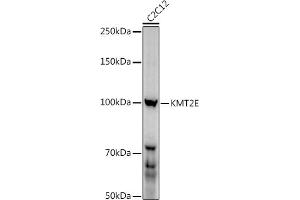 Western blot analysis of extracts of C2C12 cells, using (ABIN6131786, ABIN6142983, ABIN6142984 and ABIN6221745) at 1:1000 dilution. (MLL5/KMT2E Antikörper  (AA 200-500))