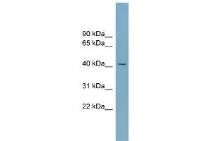 WB Suggested Anti-SLC30A8 Antibody Titration:  0. (SLC30A8 Antikörper  (Middle Region))