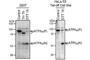Western Blotting (WB) image for anti-Activating Transcription Factor 6 (ATF6) (N-Term) antibody (ABIN2451924)