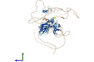 Protein Structure (PS) image for Amyloid beta (A4) Precursor Protein-Binding, Family B, Member 1 (Fe65) (APBB1) (AA 1-710) protein (His tag) (ABIN7552195)