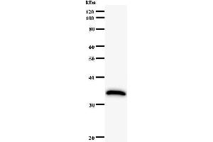 Western Blotting (WB) image for anti-Human Immunodeficiency Virus Type I Enhancer Binding Protein 1 (HIVEP1) antibody (ABIN931132) (HIVEP1 Antikörper)