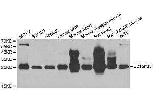 Western blot analysis of extracts of various cell lines, using C21orf33 antibody. (C21orf33 Antikörper  (AA 42-268))
