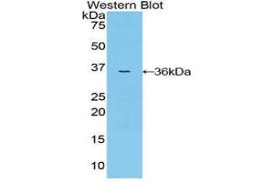 Western Blotting (WB) image for anti-Mitogen-Activated Protein Kinase Kinase 7 (MAP2K7) (AA 113-388) antibody (ABIN1859748)