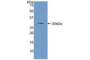 BST1 antibody  (AA 63-313)